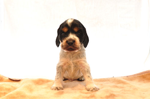 イングリッシュコッカースパニエル 子犬 ブリーダー イングリッシュコッカースパニエル ブリーダー 子犬販売の専門店 AngelWan 東京 千葉