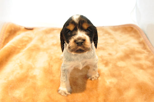 イングリッシュコッカースパニエル ブリーダー 販売 イングリッシュコッカースパニエル ブリーダー 子犬販売の専門店 AngelWan 福岡 兵庫