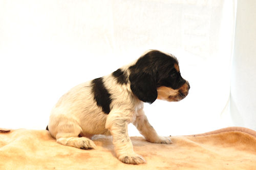 イングリッシュコッカースパニエル 子犬 販売 イングリッシュコッカースパニエル ブリーダー 子犬販売の専門店 AngelWan 神奈川