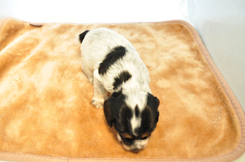 イングリッシュコッカースパニエル JKC こいぬ イングリッシュコッカースパニエル ブリーダー 子犬販売の専門店 AngelWan 京都 大阪