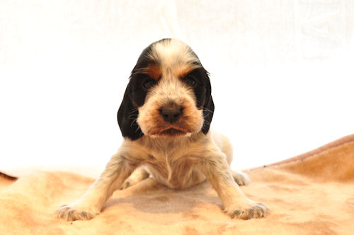 イングリッシュコッカースパニエル ブリーダー 子犬販売の専門店 AngelWan 岩手　福島