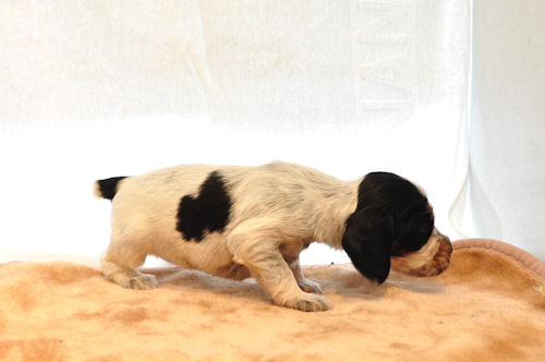 イングリッシュコッカースパニエル ブリーダー 子犬販売の専門店 AngelWan 宮城　茨城