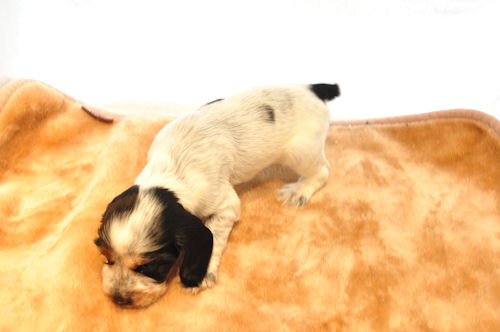 イングリッシュコッカースパニエル ブリーダー 子犬販売の専門店 AngelWan 愛知　三重