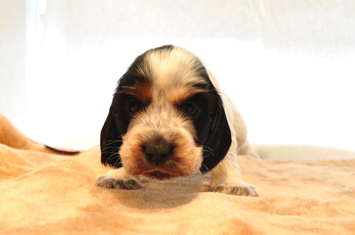 イングリッシュコッカースパニエル ブリーダー 子犬販売の専門店 AngelWan 滋賀　岐阜