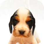 イングリッシュコッカースパニエル ブリーダー 子犬販売の専門店 AngelWan 横浜