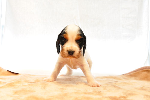 イングリッシュコッカースパニエル ブリーダー 子犬販売の専門店 AngelWan 藤沢　鎌倉