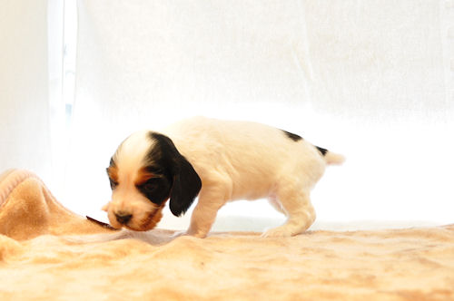 イングリッシュコッカースパニエル ブリーダー 子犬販売の専門店 AngelWan 茅ヶ崎 逗子