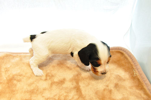 イングリッシュコッカースパニエル ブリーダー 子犬販売の専門店 AngelWan 空輸　全国