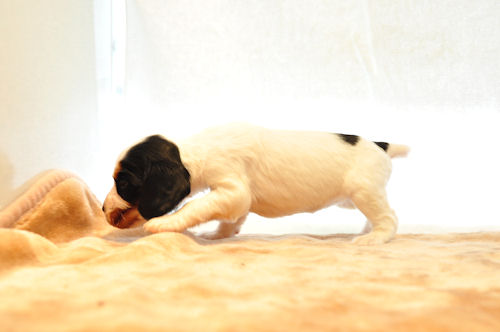 イングリッシュコッカースパニエル ブリーダー 子犬販売の専門店 AngelWan 沖縄　広島