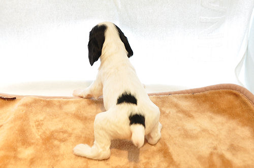 イングリッシュコッカースパニエル ブリーダー 子犬販売の専門店 AngelWan 岡山　富山