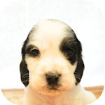 イングリッシュコッカースパニエル ブリーダー 子犬販売の専門店 AngelWan 横浜