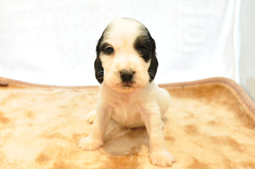 イングリッシュコッカースパニエル ブリーダー 子犬販売の専門店 AngelWan 北海道 新潟