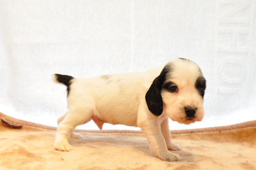 イングリッシュコッカースパニエル ブリーダー 子犬販売の専門店 AngelWan 熊本　鳥取