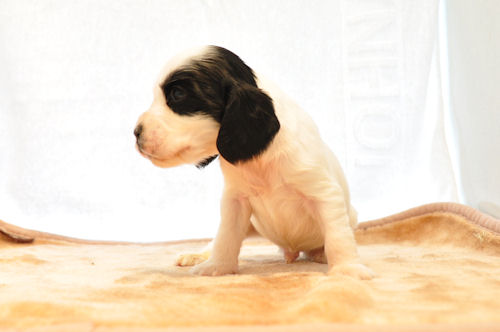 イングリッシュコッカースパニエル ブリーダー 子犬販売の専門店 AngelWan TOKYO