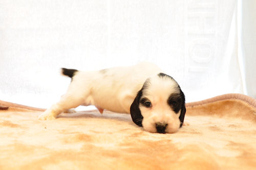 イングリッシュコッカースパニエル ブリーダー 子犬販売の専門店 AngelWan 戸塚区 泉区