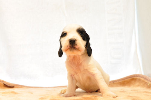 イングリッシュコッカースパニエル ブリーダー 子犬販売の専門店 AngelWan 日本全国