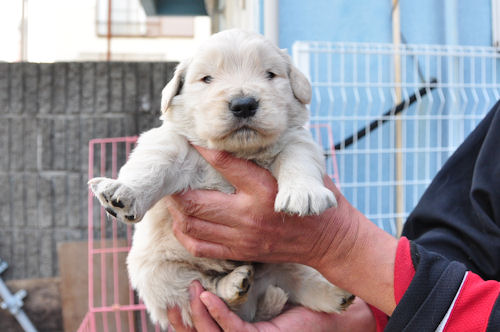 ゴールデンレトリーバー　ブリーダー　子犬販売の専門店 AngelWan　神奈川　東京　千葉