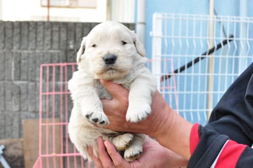 ゴールデンレトリーバー　ブリーダー　子犬販売の専門店　AngelWan　秋田　青森　福島