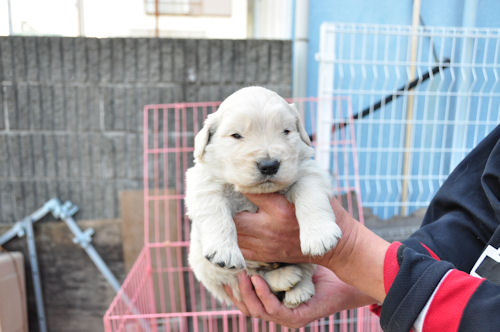 ゴールデンレトリーバー　ブリーダー　子犬販売の専門店　AngelWan　岩手　宮城　長野