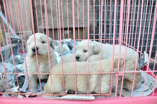 ゴールデンレトリーバー　ブリーダー　子犬販売の専門店　AngelWan　福岡　兵庫　広島