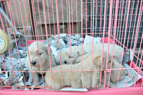 ゴールデンレトリーバー　ブリーダー　子犬販売の専門店　AngelWan　藤沢　湘南　町田