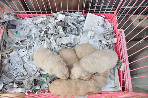 ゴールデンレトリーバー　ブリーダー　子犬販売の専門店 AngelWan　川崎　茅ヶ崎　平塚