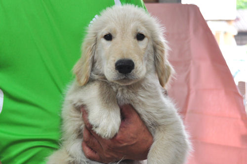 ゴールデンレトリーバー　ブリーダー　子犬販売の専門店　AngelWan　藤沢　町田　相模原