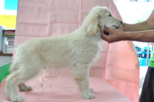 ゴールデンレトリーバー　ブリーダー 子犬販売の専門店AngelWan　川崎　茅ヶ崎　江の島