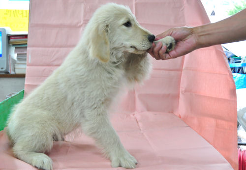 ゴールデンレトリーバー　ブリーダー　子犬販売の専門店　AngelWan　東京　千葉　埼玉