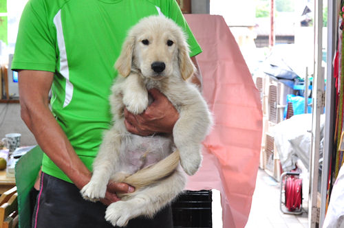 ゴールデンレトリーバー　ブリーダー　子犬販売の専門店　AngelWan　日本全国対応可能
