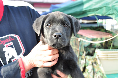 ラブラドールレトリバー　ブリーダー　子犬販売の専門店　AngelWan　東京　千葉　埼玉