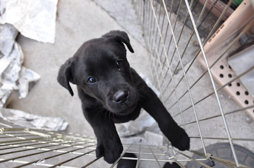 ラブラドールレトリバー　ブリーダー　子犬販売の専門店　AngelWan　全校区対応可能