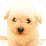 ミックス犬の子犬 ホワイト系 オス ミックス ブリーダー 子犬販売の専門店 AngelWan 横浜