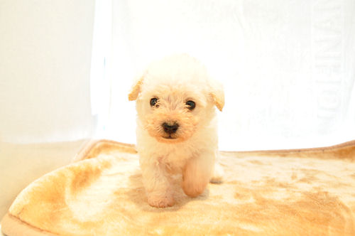 ミックス 雑種 仔犬 ブリーダー直販 ミックス ブリーダー 子犬販売の専門店 AngelWan 東京 神奈川 千葉 埼玉 山梨