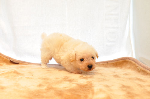 MIX 仔犬 ブリーダー直販 ミックス ブリーダー 子犬販売の専門店 AngelWan 愛知 岐阜 三重 滋賀 長野