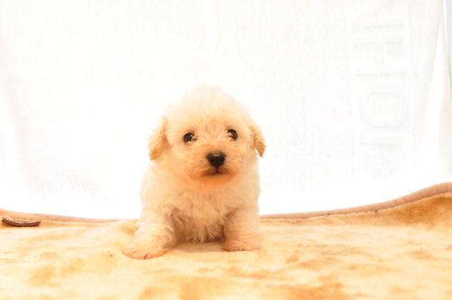 ミックス　ブリーダー　子犬販売の専門店　AngelWan　 全国対応可能　空輸　小型犬