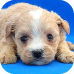 まるぷー　ブリーダー　子犬販売の専門店　AngelWan　横浜