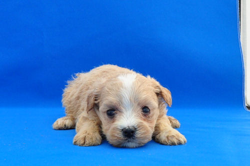 まるぷー　ブリーダー　子犬販売の専門店　AngelWan　横浜