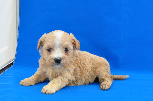 まるぷー　ブリーダー　子犬販売の専門店　AngelWan　神奈川　東京　千葉　埼玉　茨城