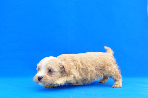 まるぷー　ブリーダー　子犬販売の専門店　AngelWan　青森　岩手　秋田　福島　宮城