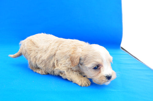 まるぷー　ブリーダー　子犬販売の専門店　AngelWan　長野　山梨　静岡　富山　石川