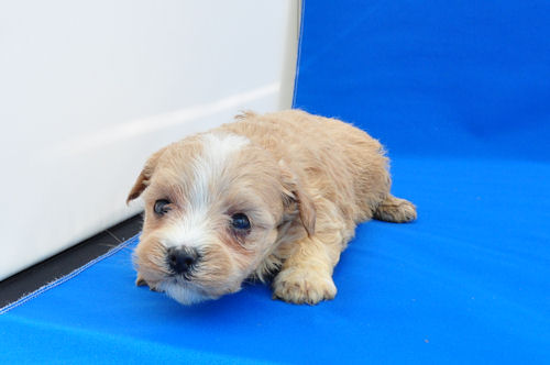 まるぷー　ブリーダー　子犬販売の専門店　AngelWan　愛知　滋賀　岐阜　三重　京都