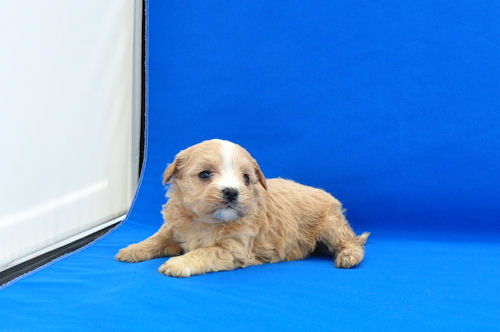 まるぷー　ブリーダー　子犬販売の専門店　AngelWan　広島　福岡　大阪　愛媛　熊本