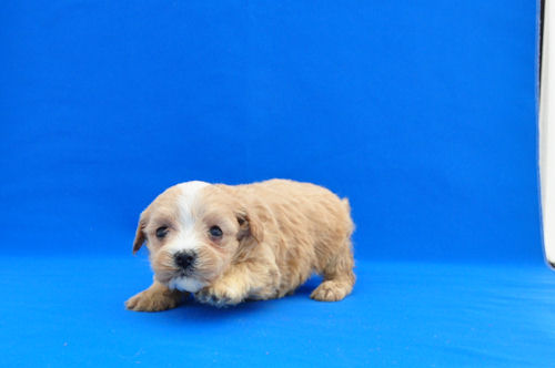 まるぷー　ブリーダー　子犬販売の専門店　AngelWan　全国対応可能　ANA　JAL　空輸