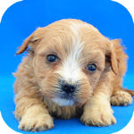 マルプー　ブリーダー　子犬販売の専門店　AngelWan　横浜