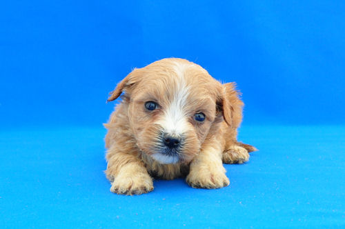 マルプー　ブリーダー　子犬販売の専門店　AngelWan　横浜市　戸塚区　港北区　都筑区