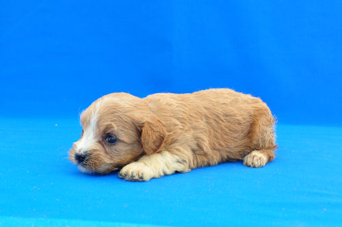 マルプー　ブリーダー　子犬販売の専門店 AngelWan　横浜市　泉区　青葉区　旭区　栄区