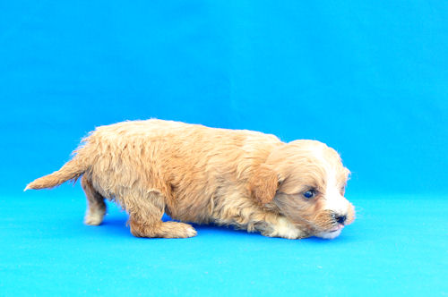 マルプー　ブリーダー　子犬販売の専門店 AngelWan　川崎　藤沢　相模原　町田　小田原