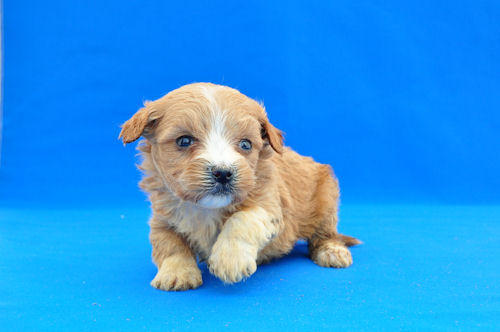 マルプー　ブリーダー　子犬販売の専門店　AngelWan　横浜市　中区　緑区　港南区