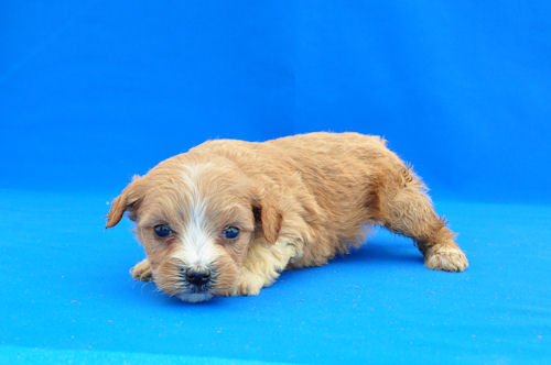 マルプー　ブリーダー　子犬販売の専門店　AngelWan　小型犬　ミックス　雑種　ハーフ